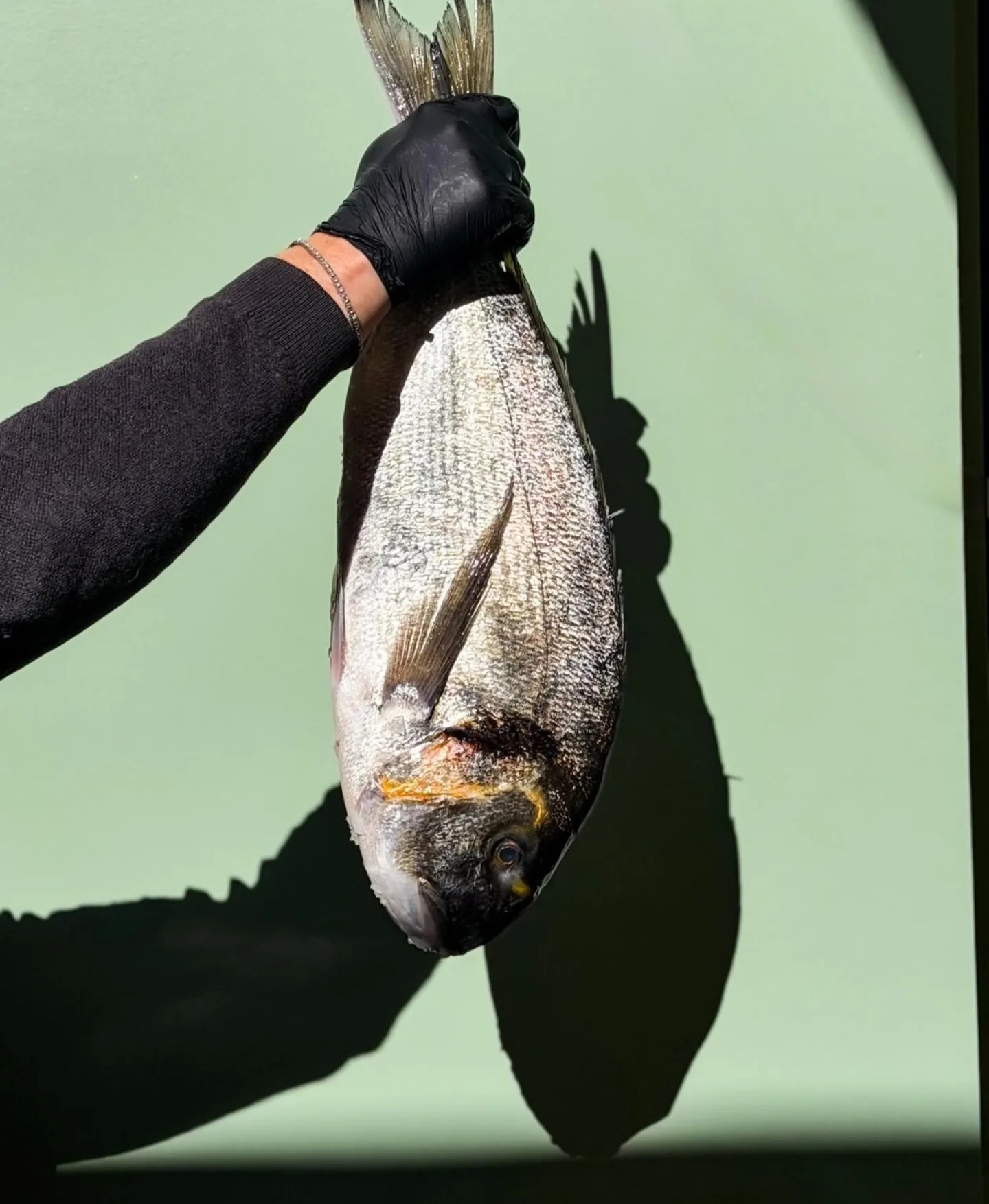 Daurade royale sauvage entière