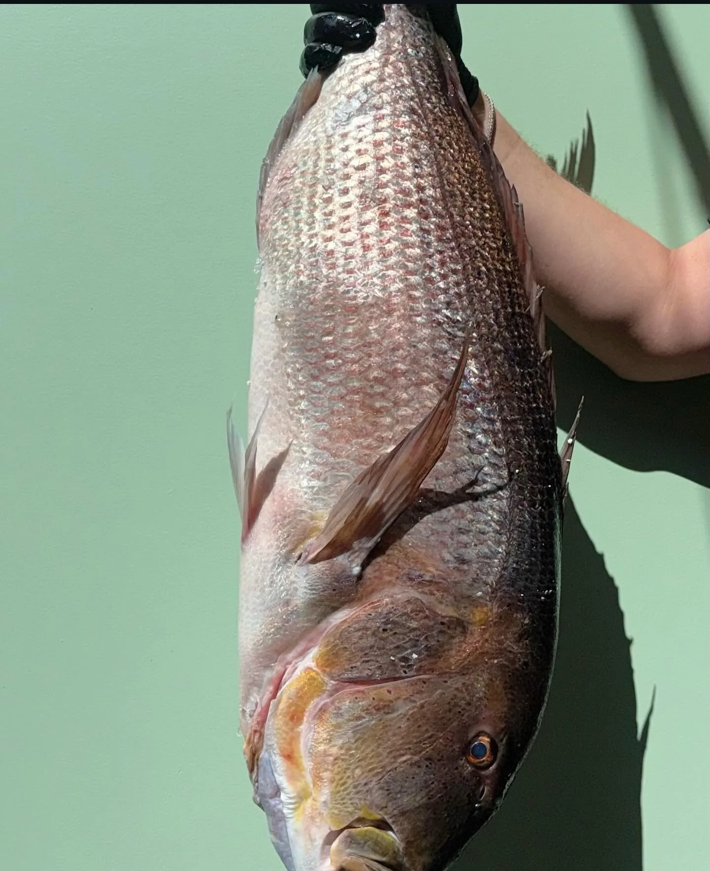 Denti de Méditerranée pêche du jour