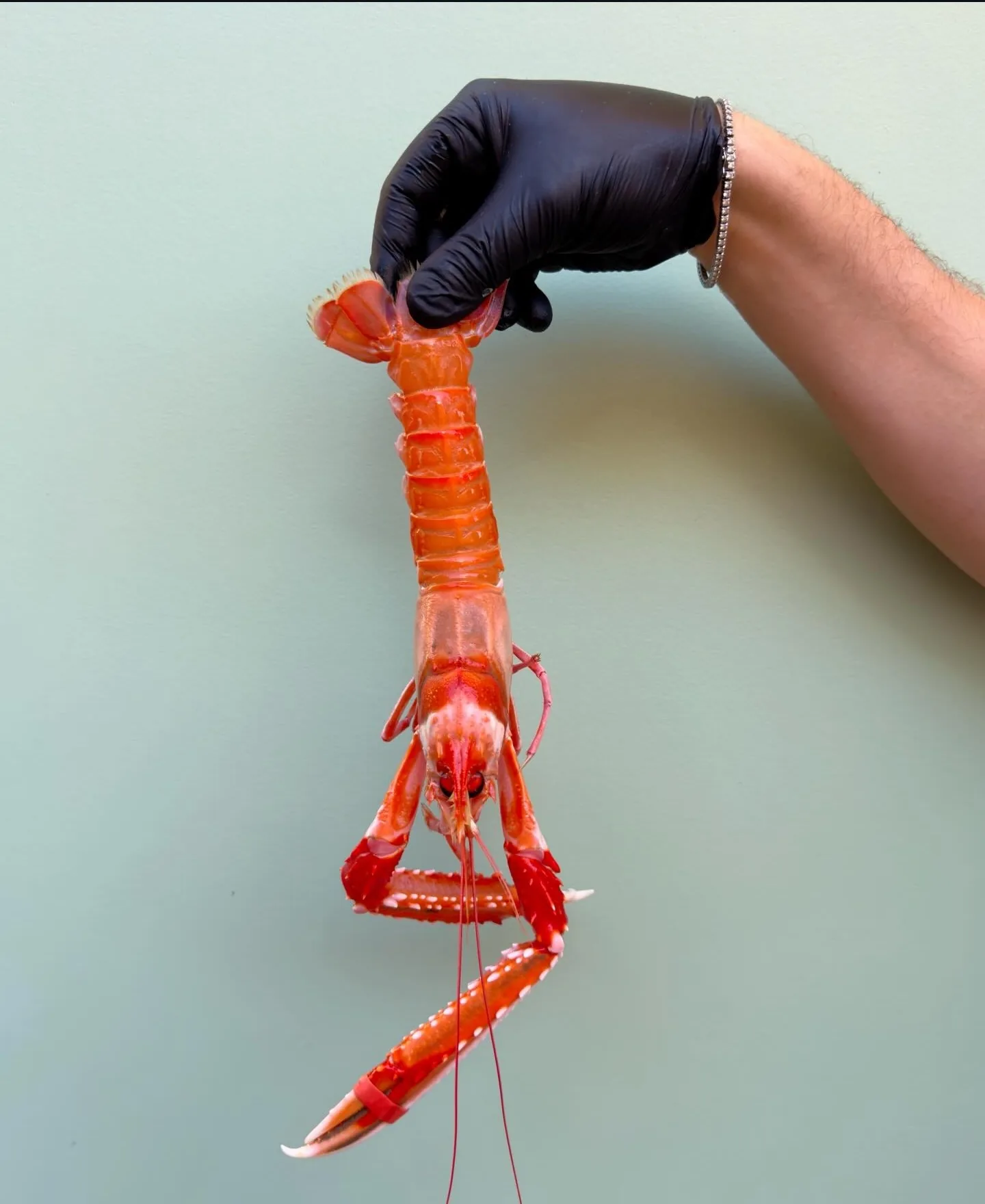 Langoustine vivante La Pescheria